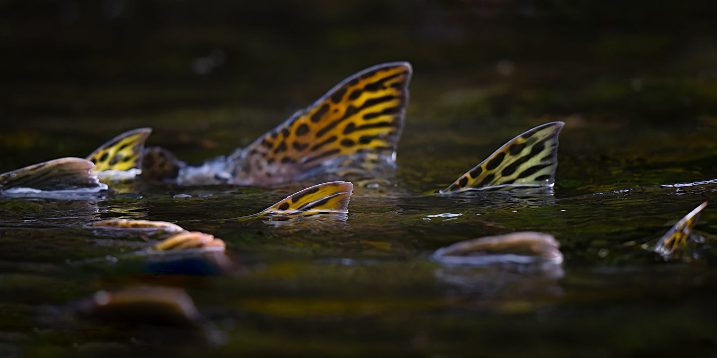 Migrating Salmon