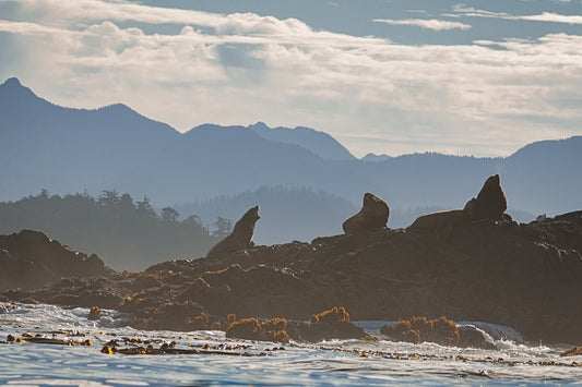 Sea Lions Barking at the Mountains