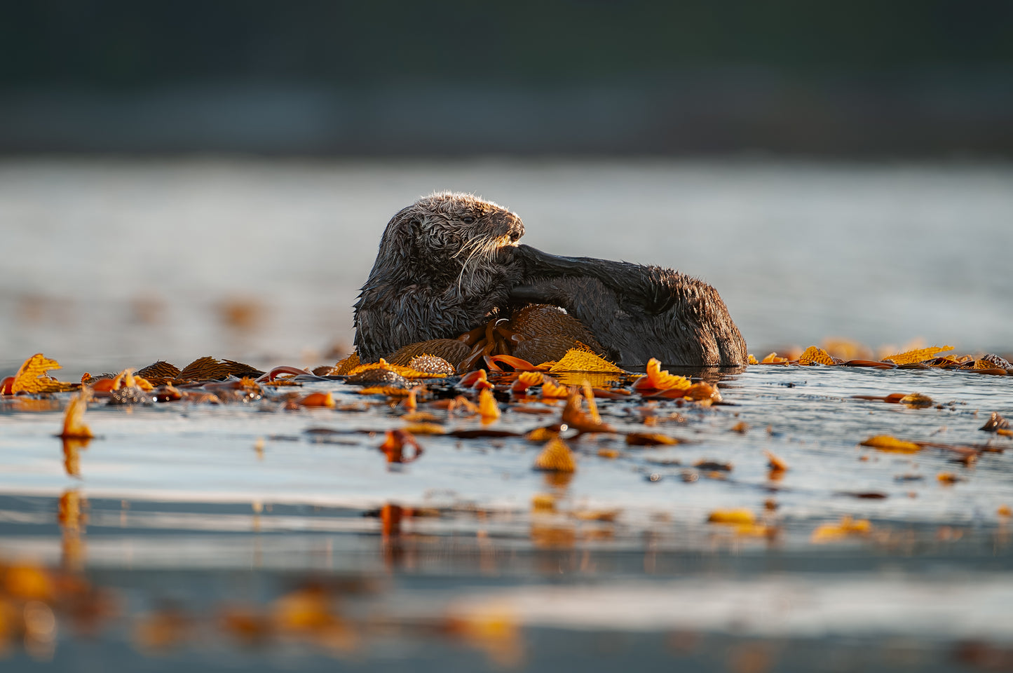 Sea Otter Chilly Sunrise