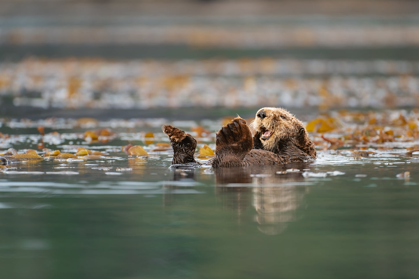 Happy Sea Otter Grooming