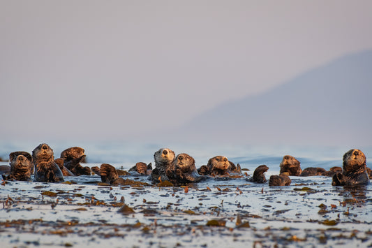 Sea Otter Raft Sunrise