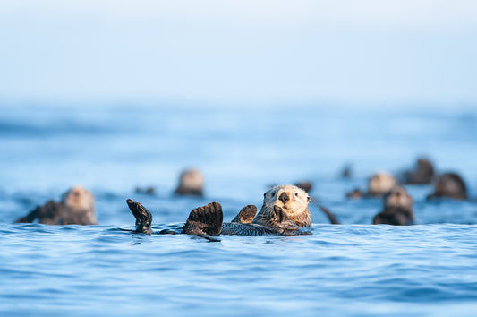 Sea Otter Raft in Waves and Fog