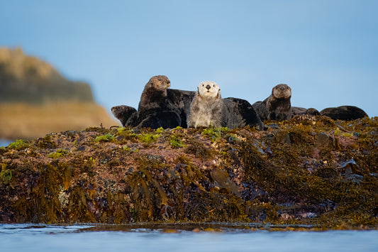 Raft on the Rocks