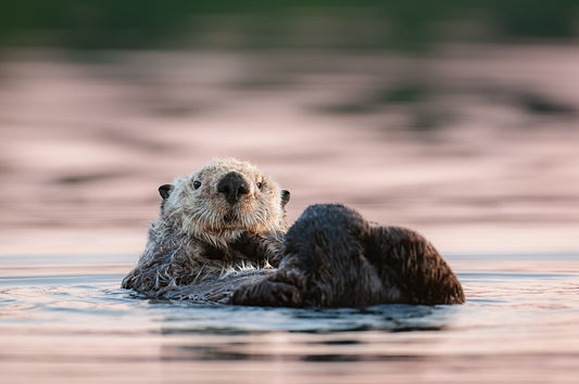 Sea Otter and Sunset Colour