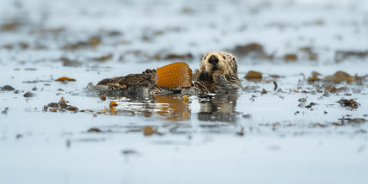 Sea Otter in Reflective Repose