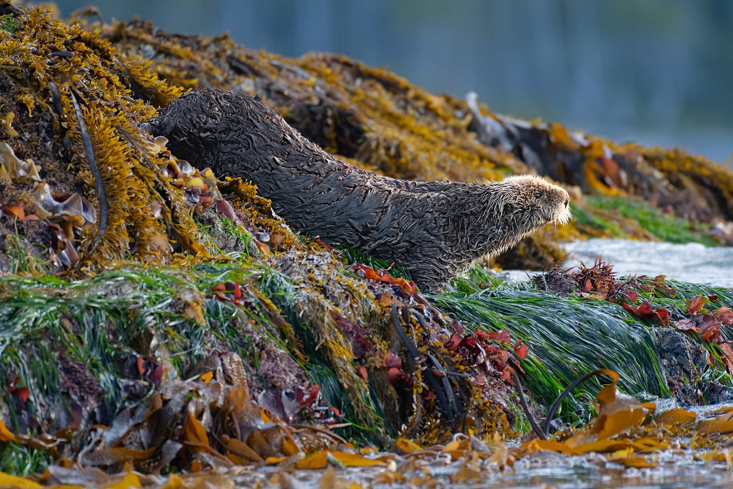 Sea Otter and Colourful Seaweed