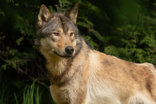 Alert Coastal Wolf