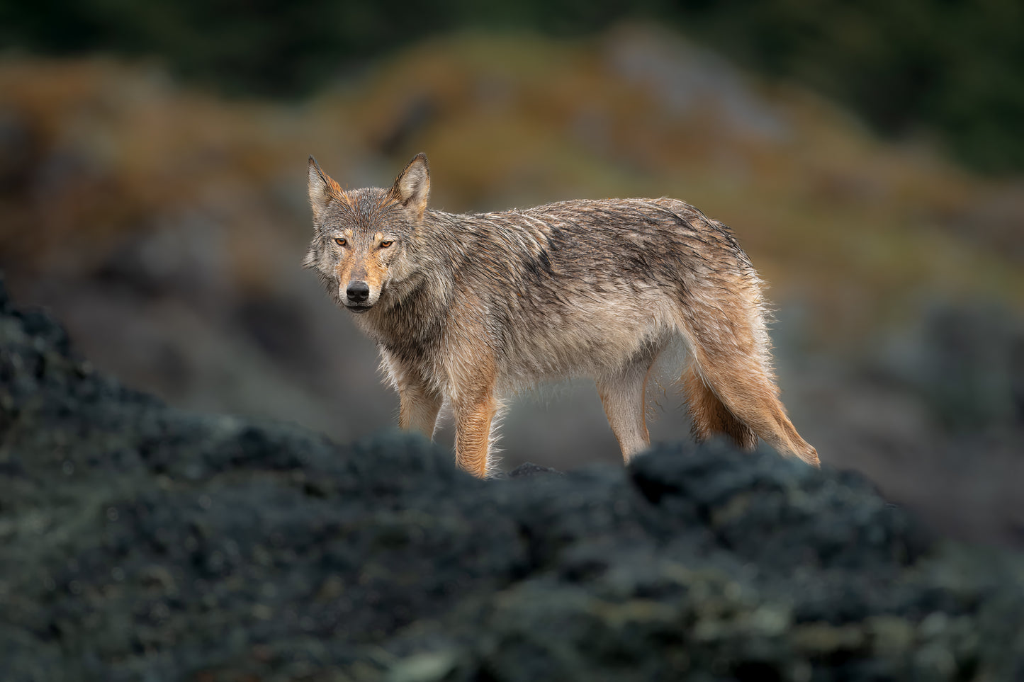 Coastal Wolf Behind Ridge