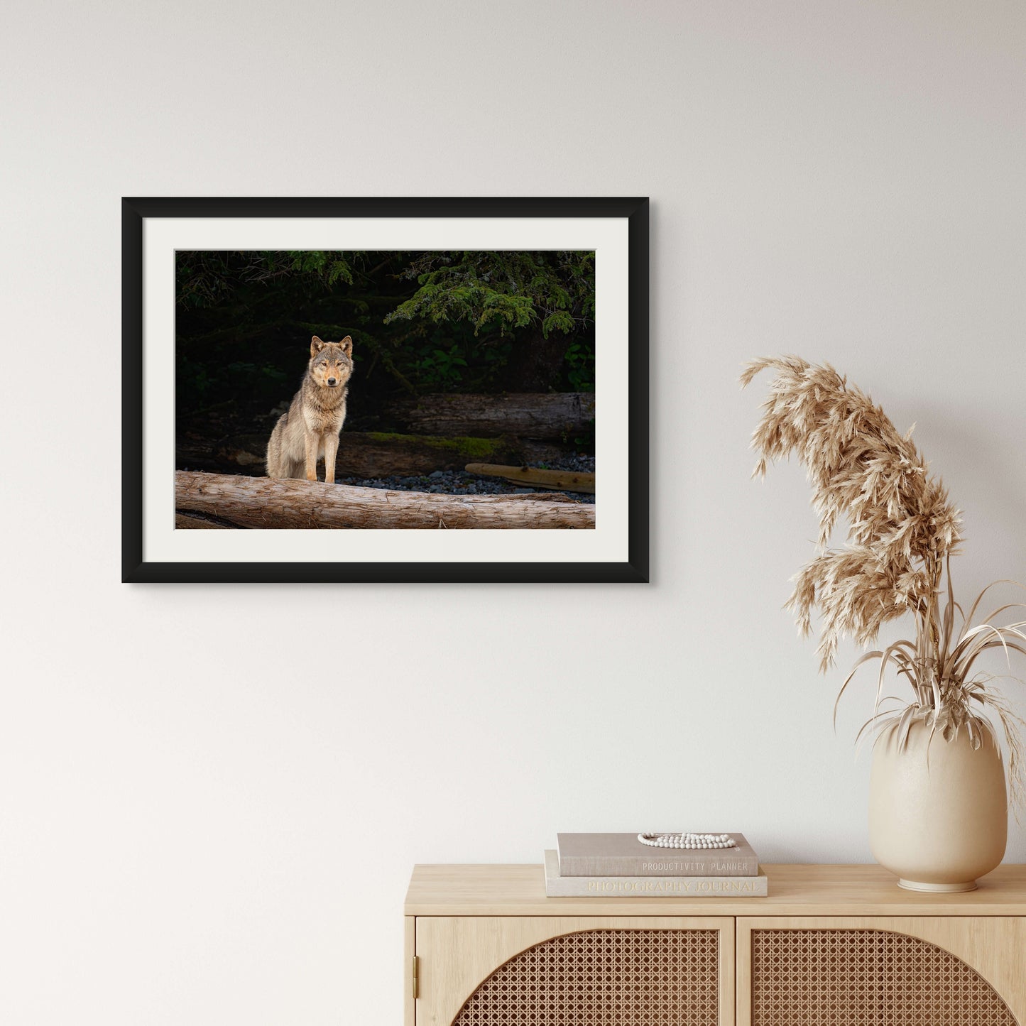 Coastal Wolf Emerges From The Forest
