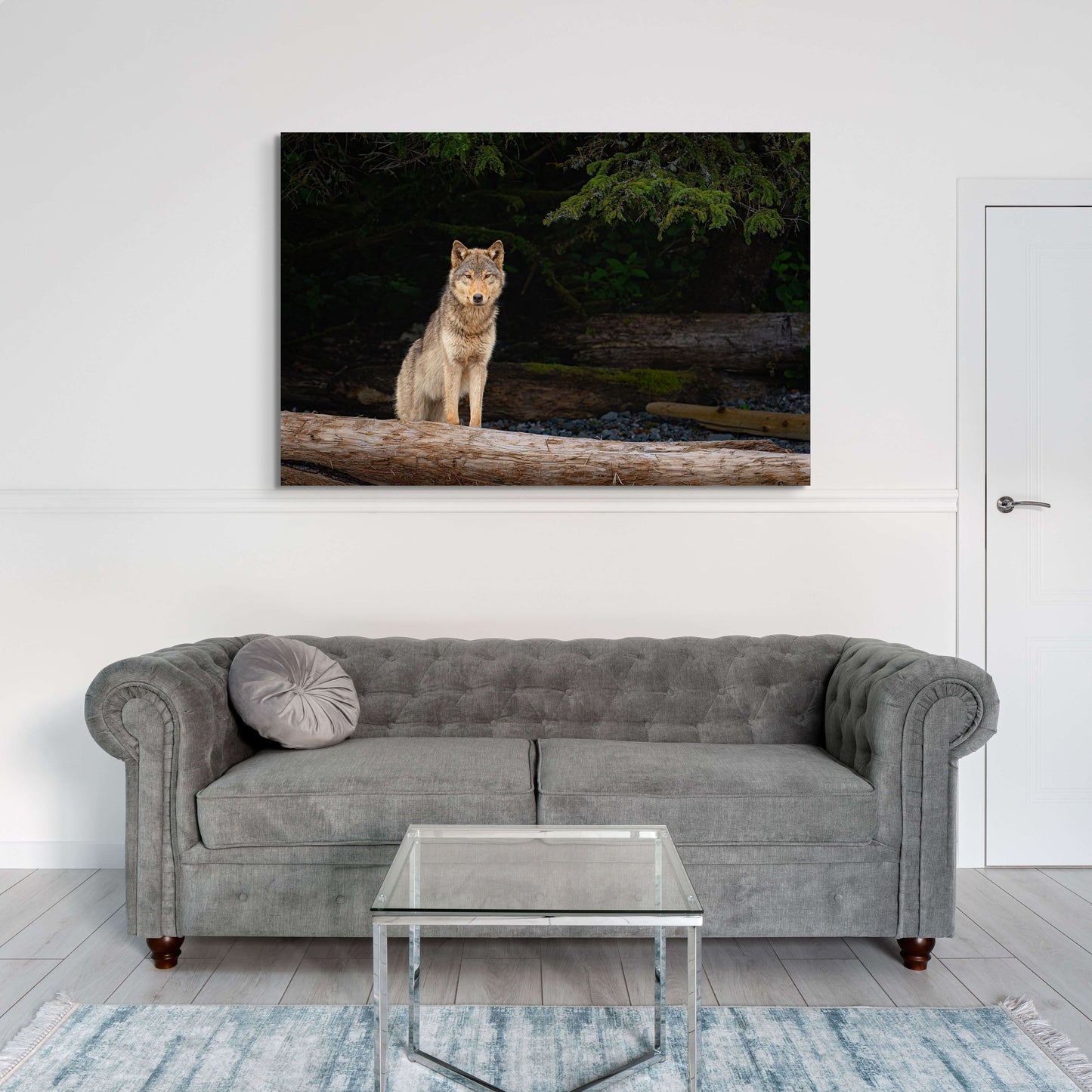 Coastal Wolf Emerges From The Forest