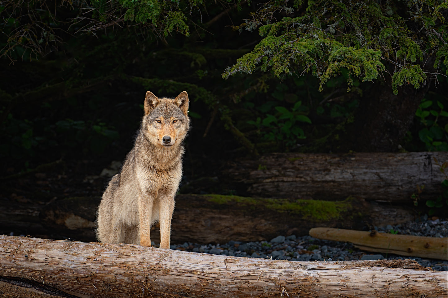 Coastal Wolf Emerges From The Forest