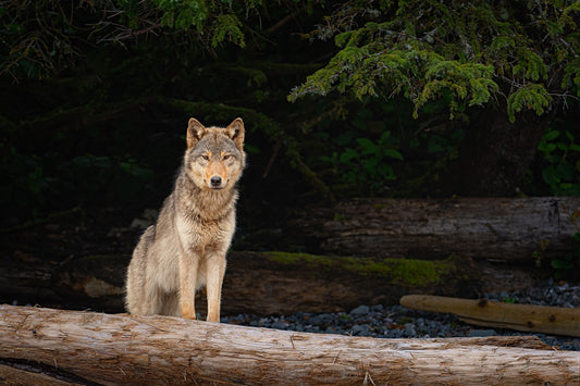 Coastal Wolf Emerges From The Forest