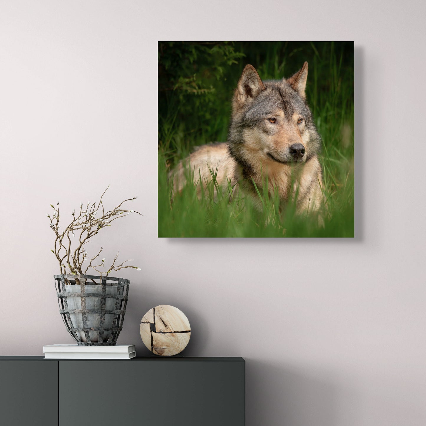 Coastal Wolf Nestled in Grass