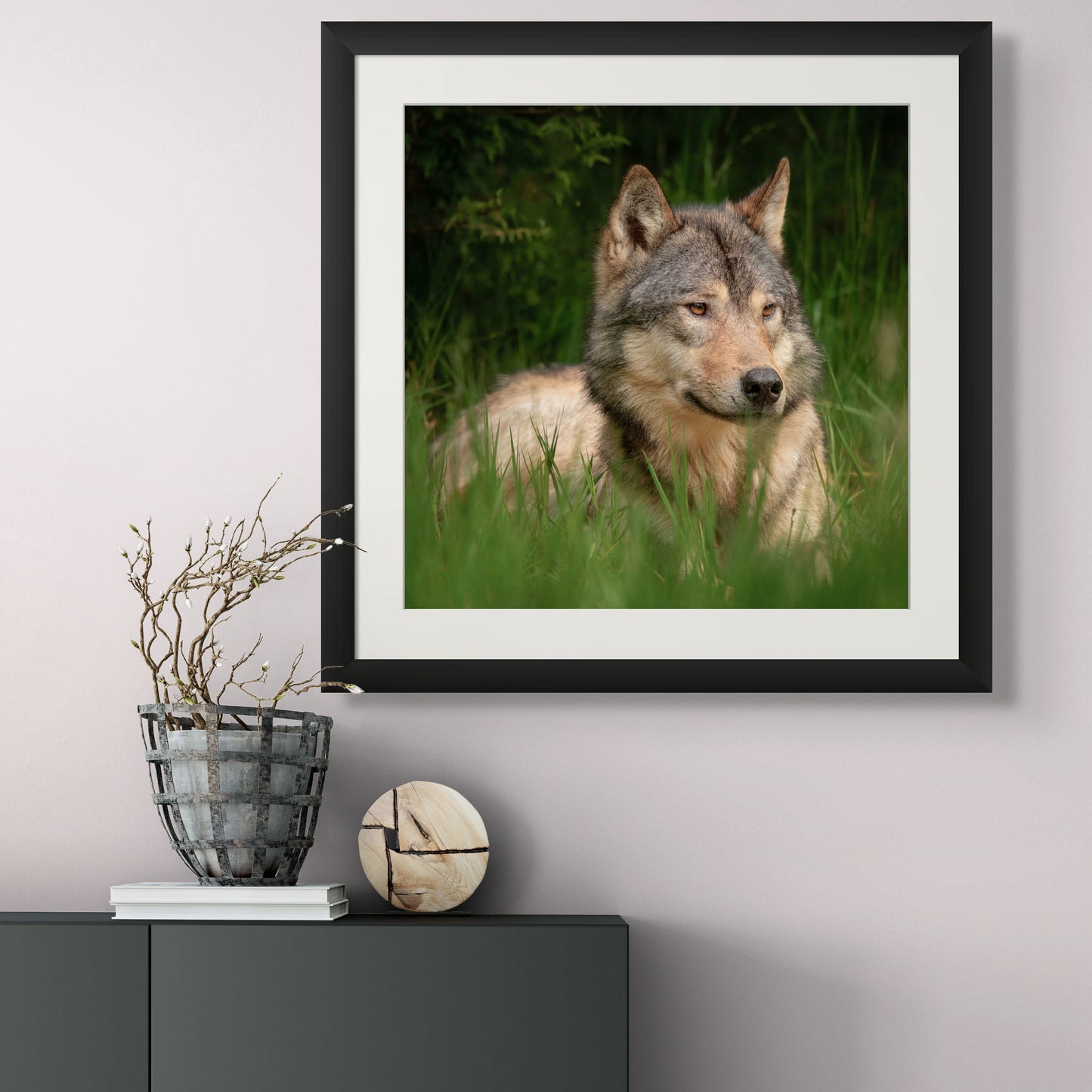 Coastal Wolf Nestled in Grass