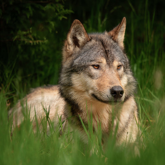 Coastal Wolf Nestled in Grass