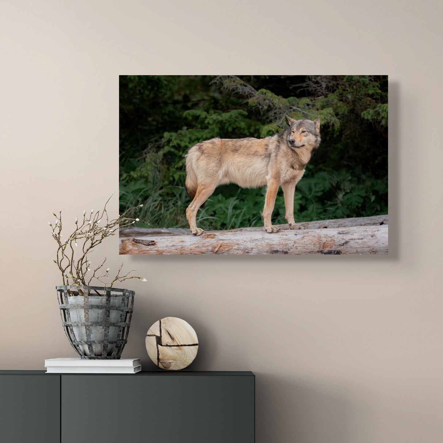 Coastal Wolf Testing the Wind