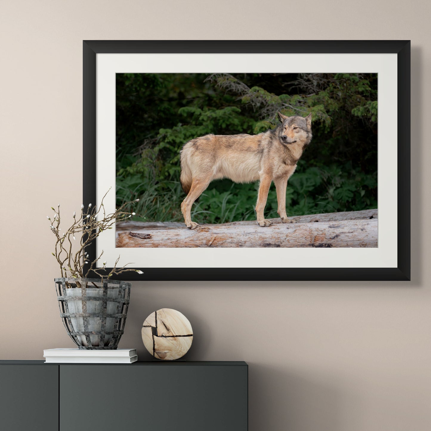 Coastal Wolf Testing the Wind