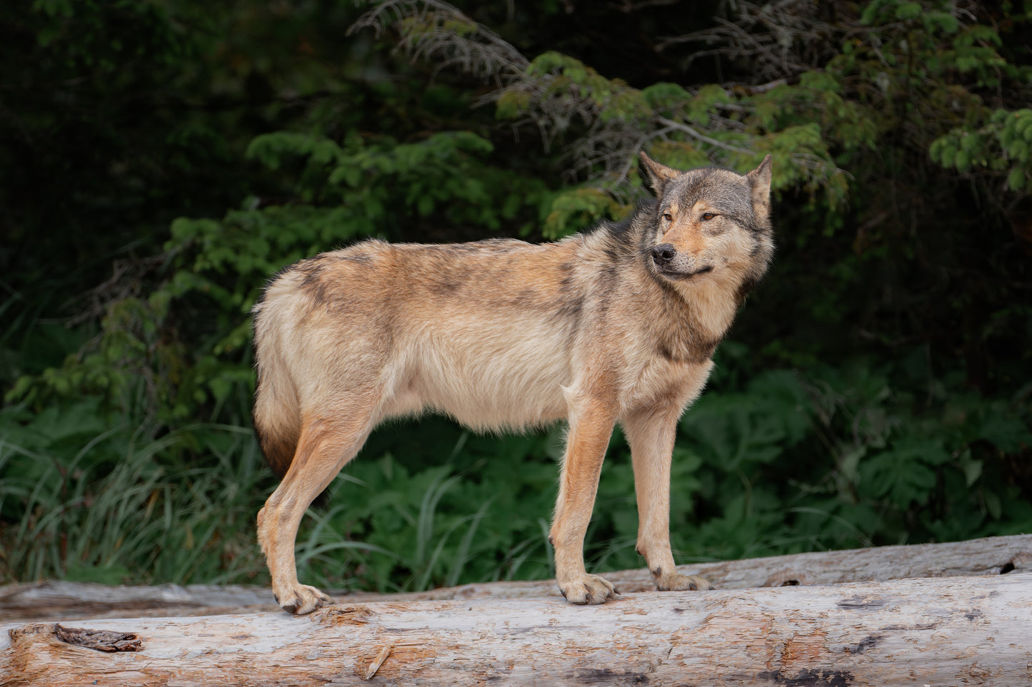 Coastal Wolf Testing the Wind