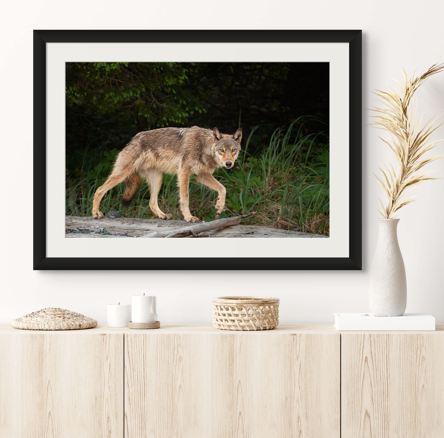 Coastal Wolf Trots on a Log