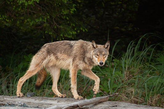 Coastal Wolf Trots on a Log