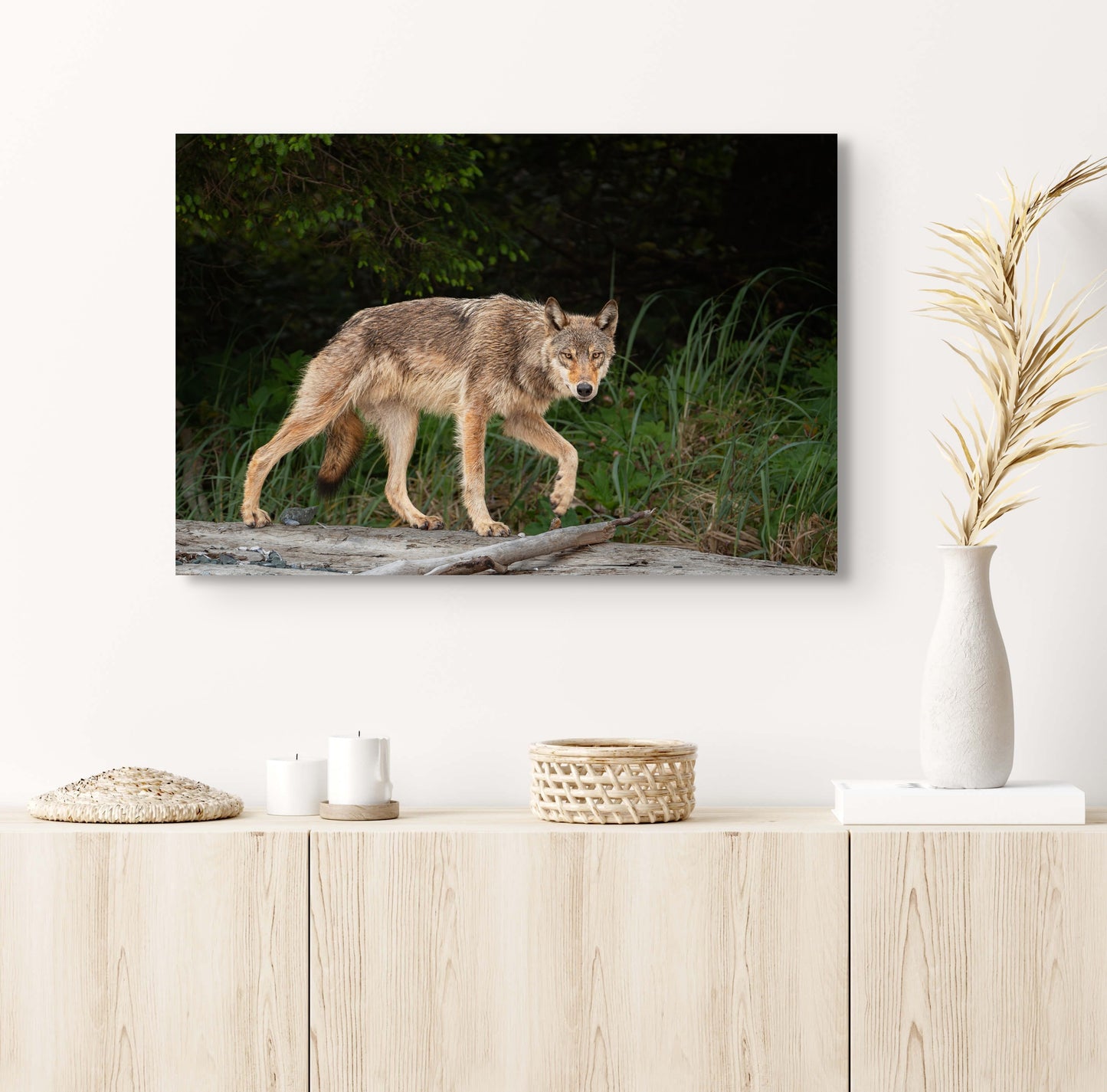 Coastal Wolf Trots on a Log