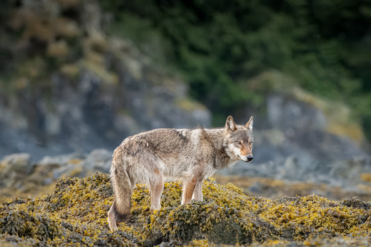 Coastal Wolf in the Kelp