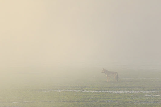 Coastal Wolf in the Mist
