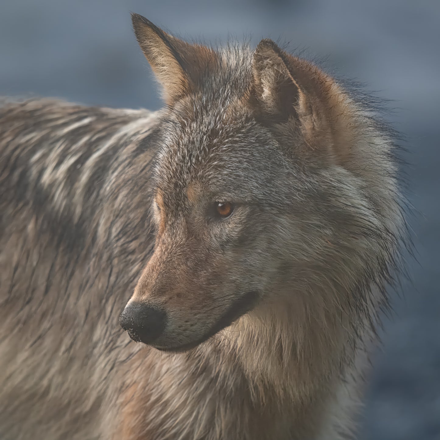 Coastal Wolf on Foggy Beach Portrait