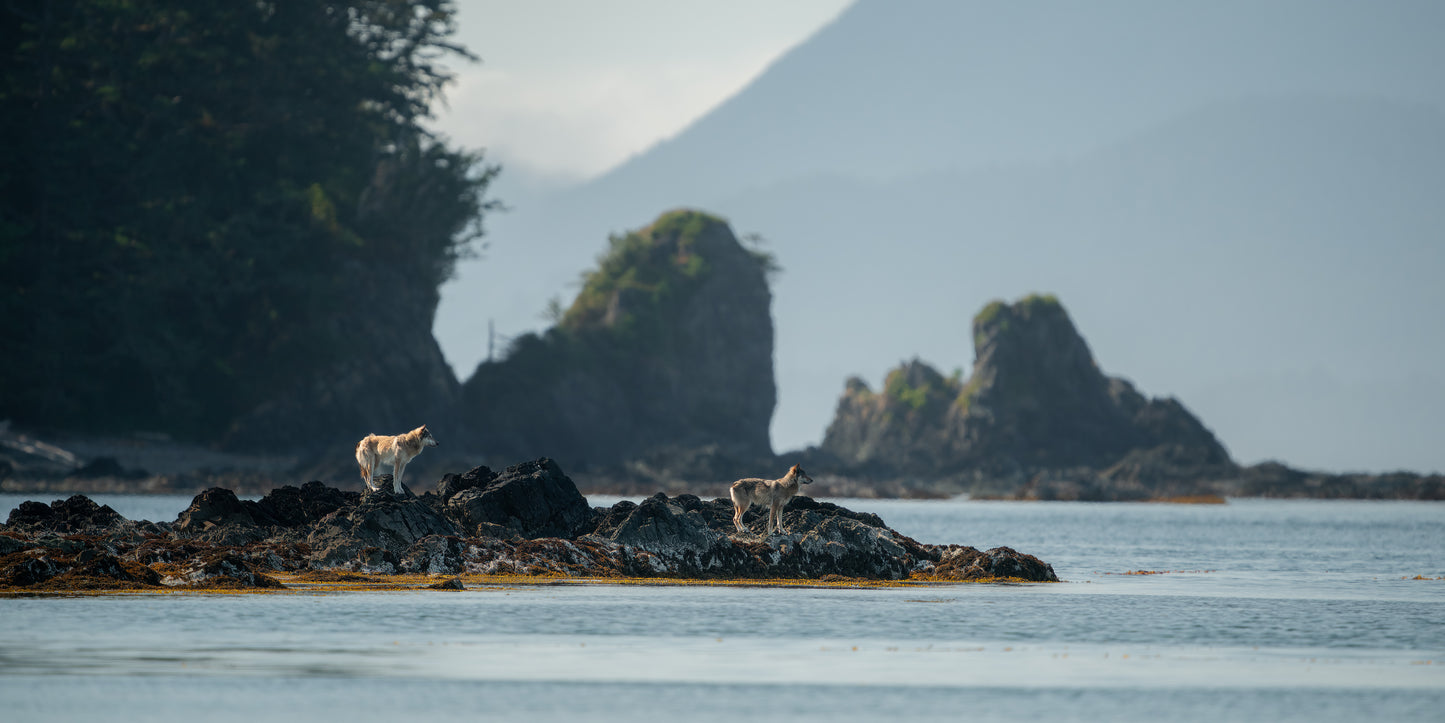 Coastal Wolves Consider a Swim