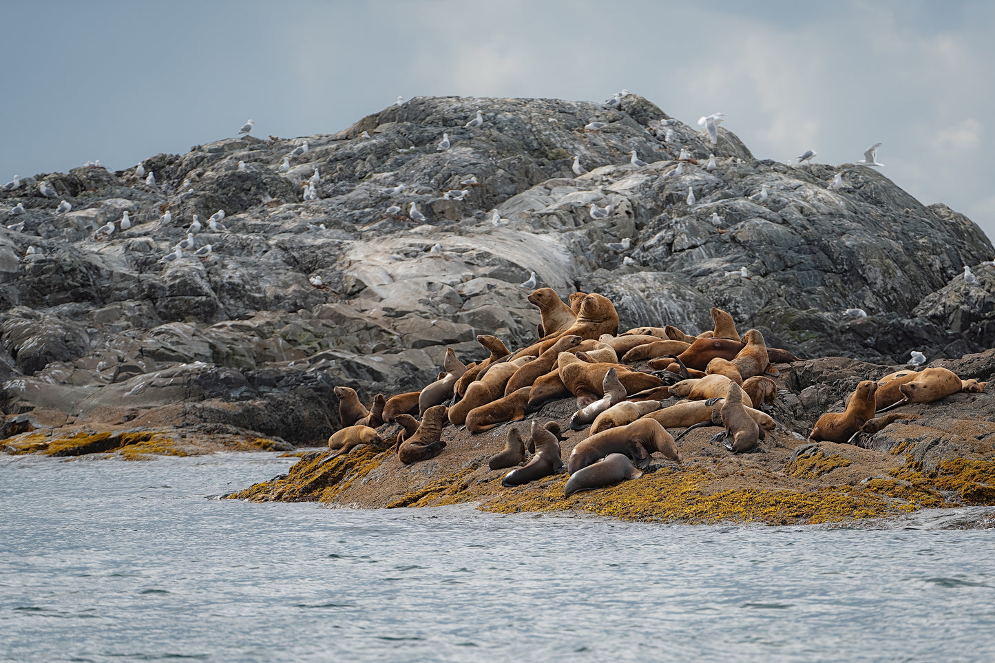 Sea Lion Island