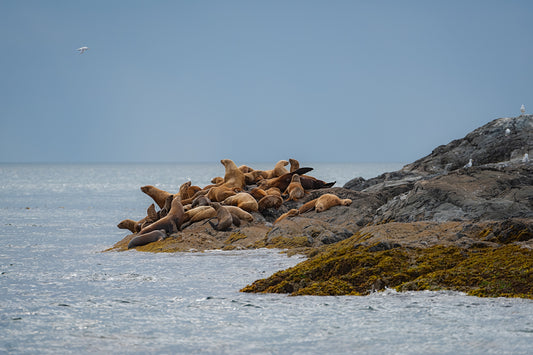 Sea Lion Haulout