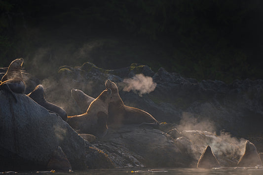 Backlit Sea Lions on Rocks