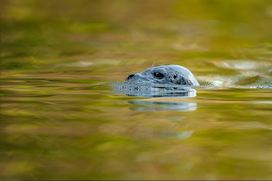 Seal and fall reflections