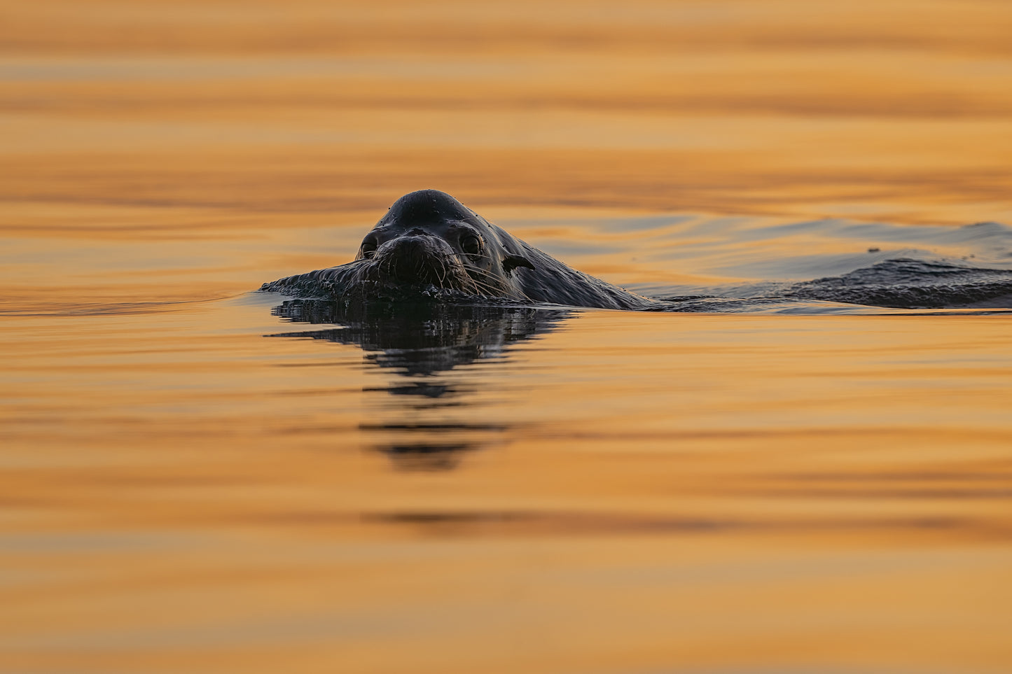 Sea Lion Swims Through Gold