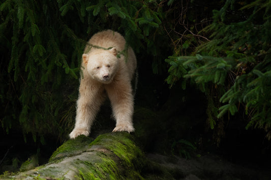 Emerging From the Forest