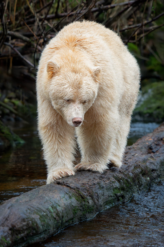 Spirit Bear Fishing Log Portrait