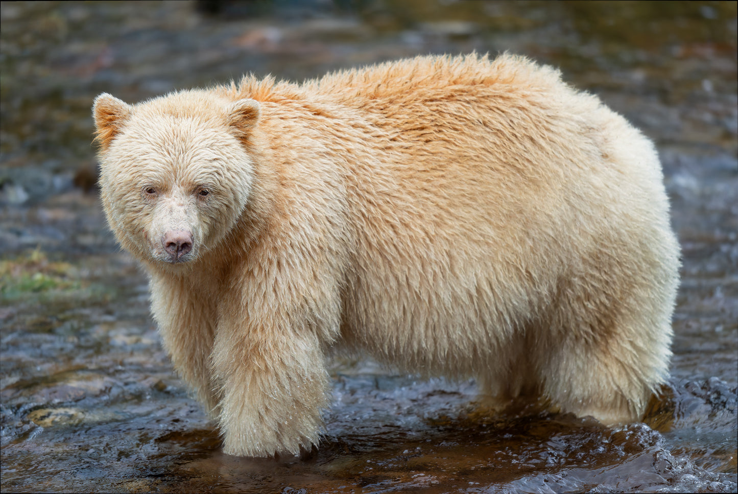 Spirit Bear in a Stream