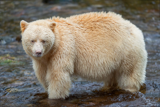 Spirit Bear in a Stream