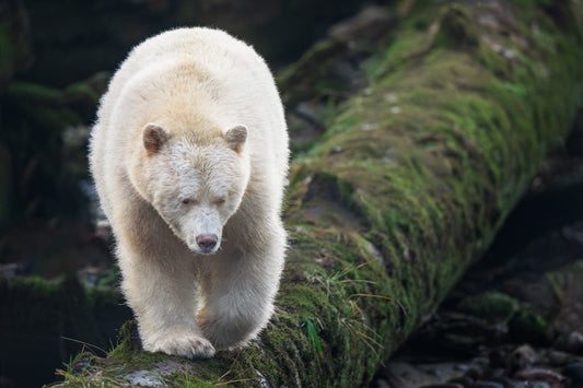 Spirit Bear Walks a Log