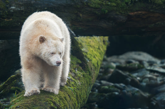 Spirit Bear Looks Off Mossy Log