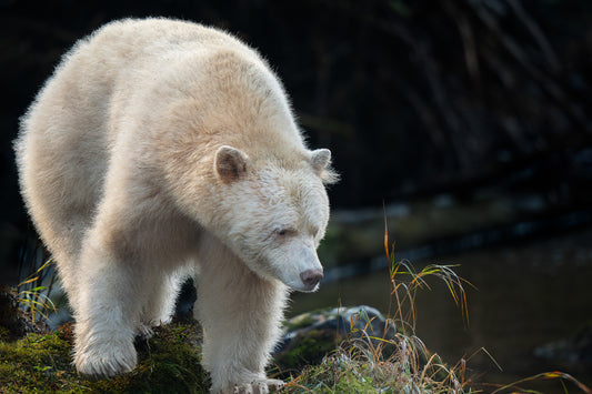 Spirit Bear Peers Past Grass