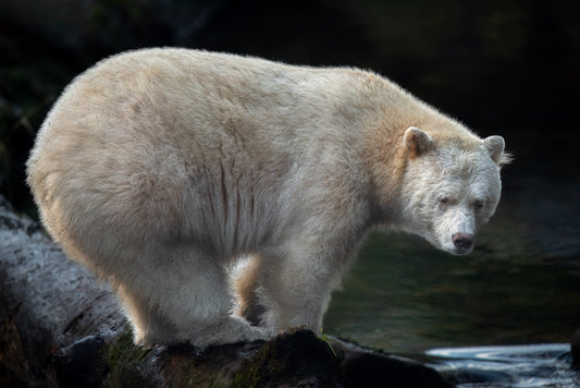 Spirit Bear on a Fishing Log