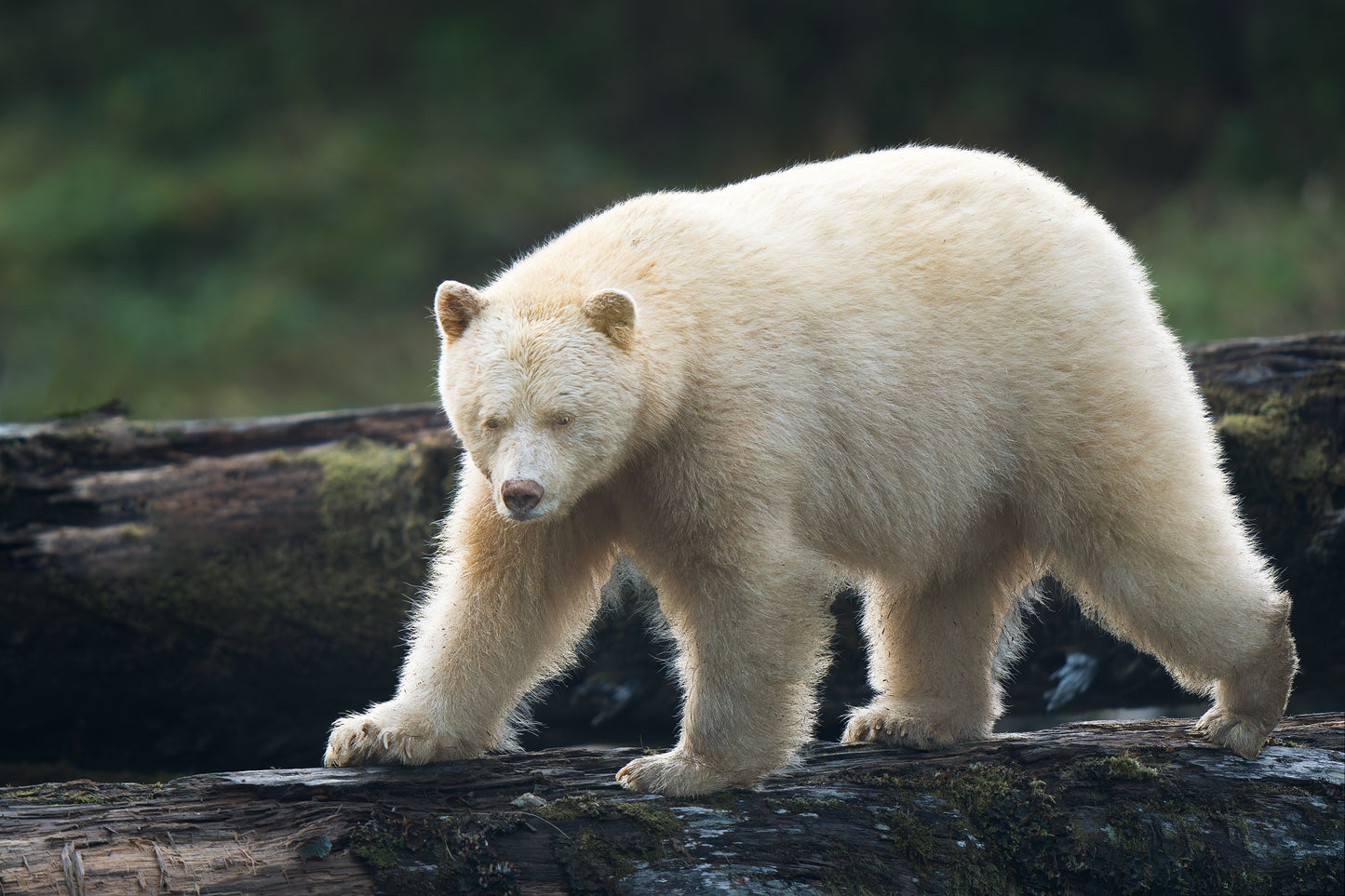 Spirit Bear Log Highway