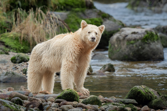 Spirit Bear Scans For Competition