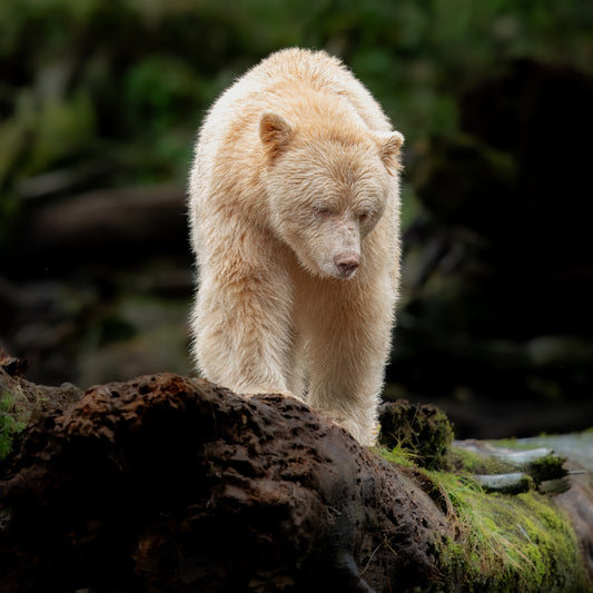 Spirit Bear on a High Perch