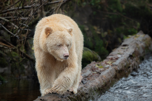 Spirit Bear Springboard