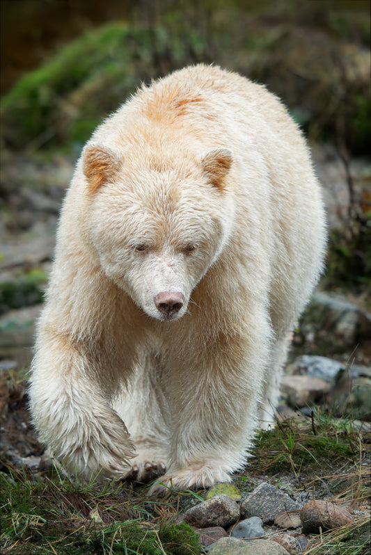 Spirit Bear Rocky Shoreline Portrait