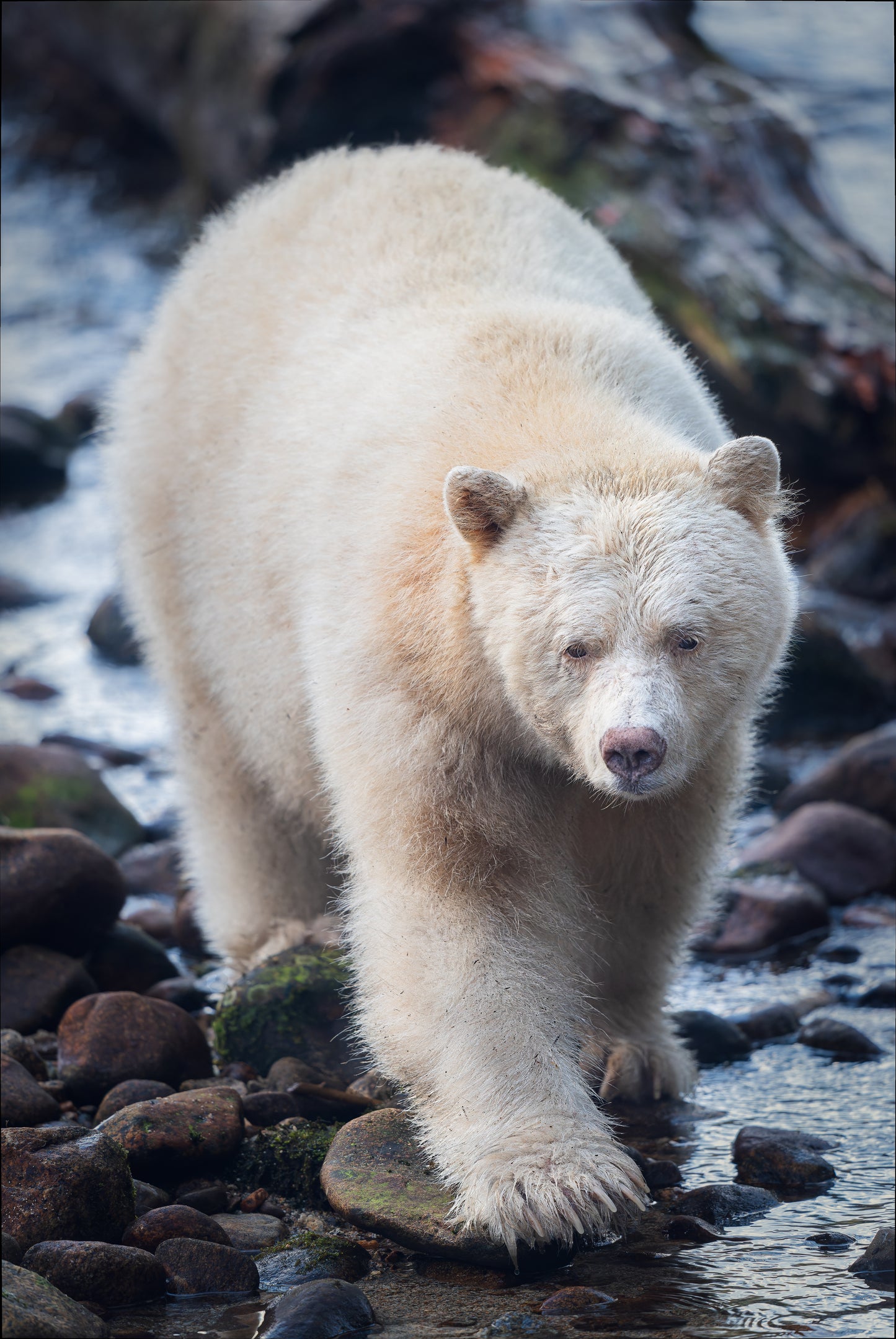 Streamside Spirit Bear