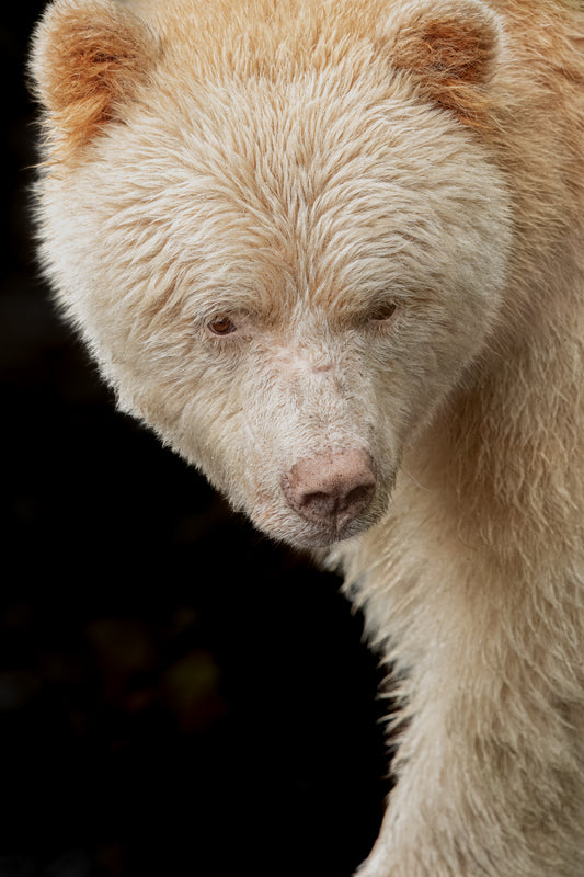 Spirit Bear Yin Yang