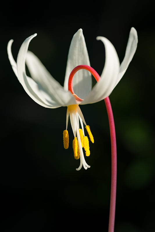 Springtime Lily